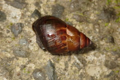 Dolicheulota