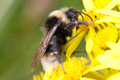 Bombus bohemicus