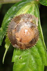 Aegista impexa