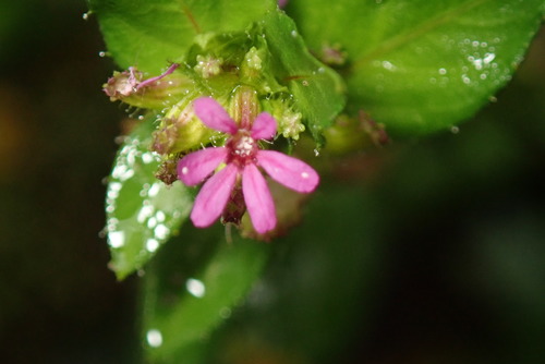Cuphea carthagenensis