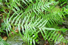 Polypodiastrum mengtzeense