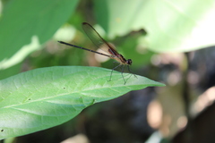 Hetaerina cruentata