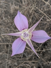 Calochortus macrocarpus macrocarpus