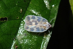 Borysthenes maculatus