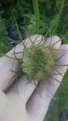 Daucus carota
