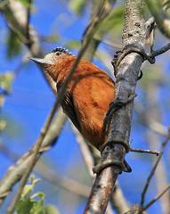 Picumnus cinnamomeus