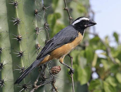 Orinocan Saltator (Saltator orenocensis) · iNaturalist