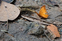 Vindula dejone erotella