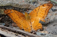 Vindula dejone erotella