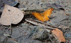 Vindula dejone erotella