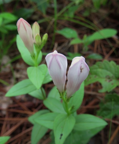 Spigelia gentianoides