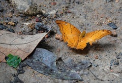 Vindula dejone erotella