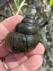 Cipangopaludina chinensis