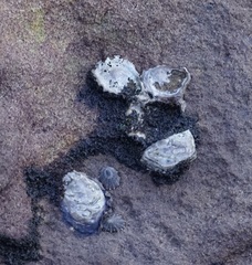 Saccostrea glomerata