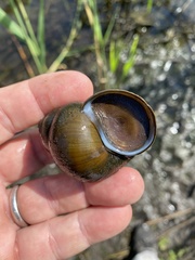 Cipangopaludina chinensis