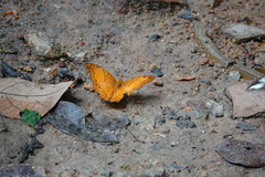 Vindula dejone erotella