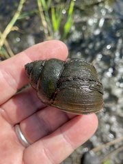 Cipangopaludina chinensis