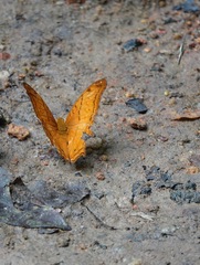 Vindula dejone erotella