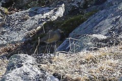 Turdus obscurus
