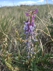 Astragalus bisulcatus