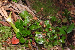 Shortia rotundifolia
