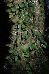 Bulbophyllum drymoglossum