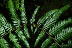 Diplopterygium laevissimum