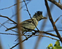 Sakesphorus canadensis pulchellus