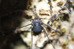 Leiobunum viridorsum