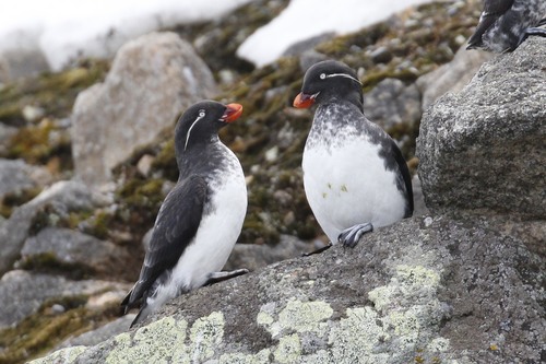 Parakeet Auklet