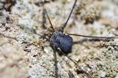 Leiobunum viridorsum