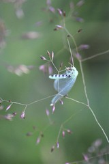 Pseudomallada ventralis