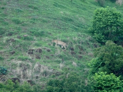 Panthera pardus fusca