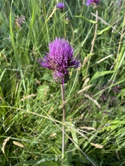 Cirsium heterophyllum