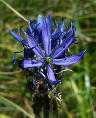 Camassia quamash