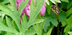 Megachile