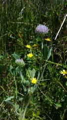 Trifolium grayi