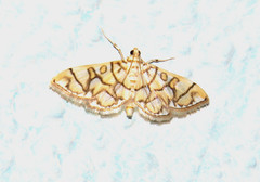 Pseudopyrausta acutangulalis