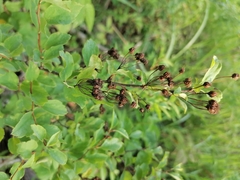 Spiraea media