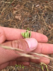 Lomatium triternatum brevifolium