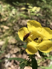 Typocerus acuticauda