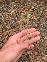 Lomatium triternatum brevifolium