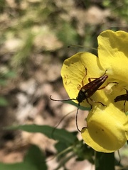 Typocerus acuticauda