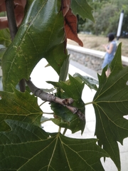 Platanus × hispanica