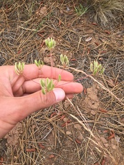 Lomatium triternatum brevifolium