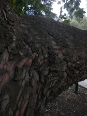 Platanus × hispanica