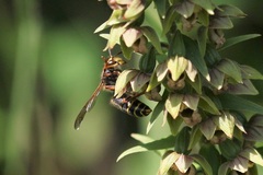 Dolichovespula media