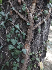 Hedera helix