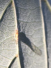Eucallipterus tiliae