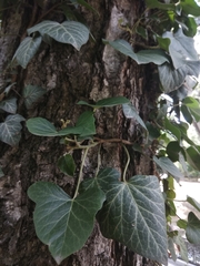 Hedera helix